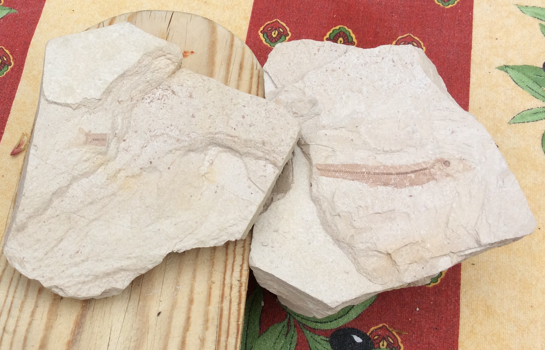 Billede af Guldi, mit guldlaksfossil i moler